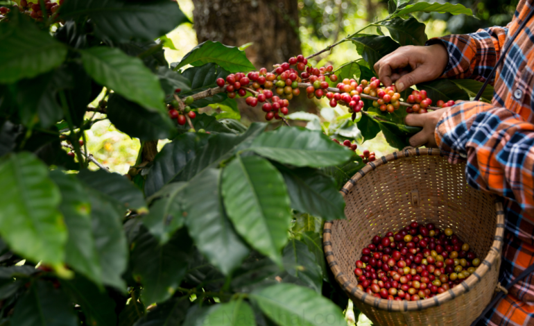 Bukan Sekadar Kopi Biasa, Program Dairi Prima Sulap Produk Lokal Jadi Komoditas Bernilai Tinggi