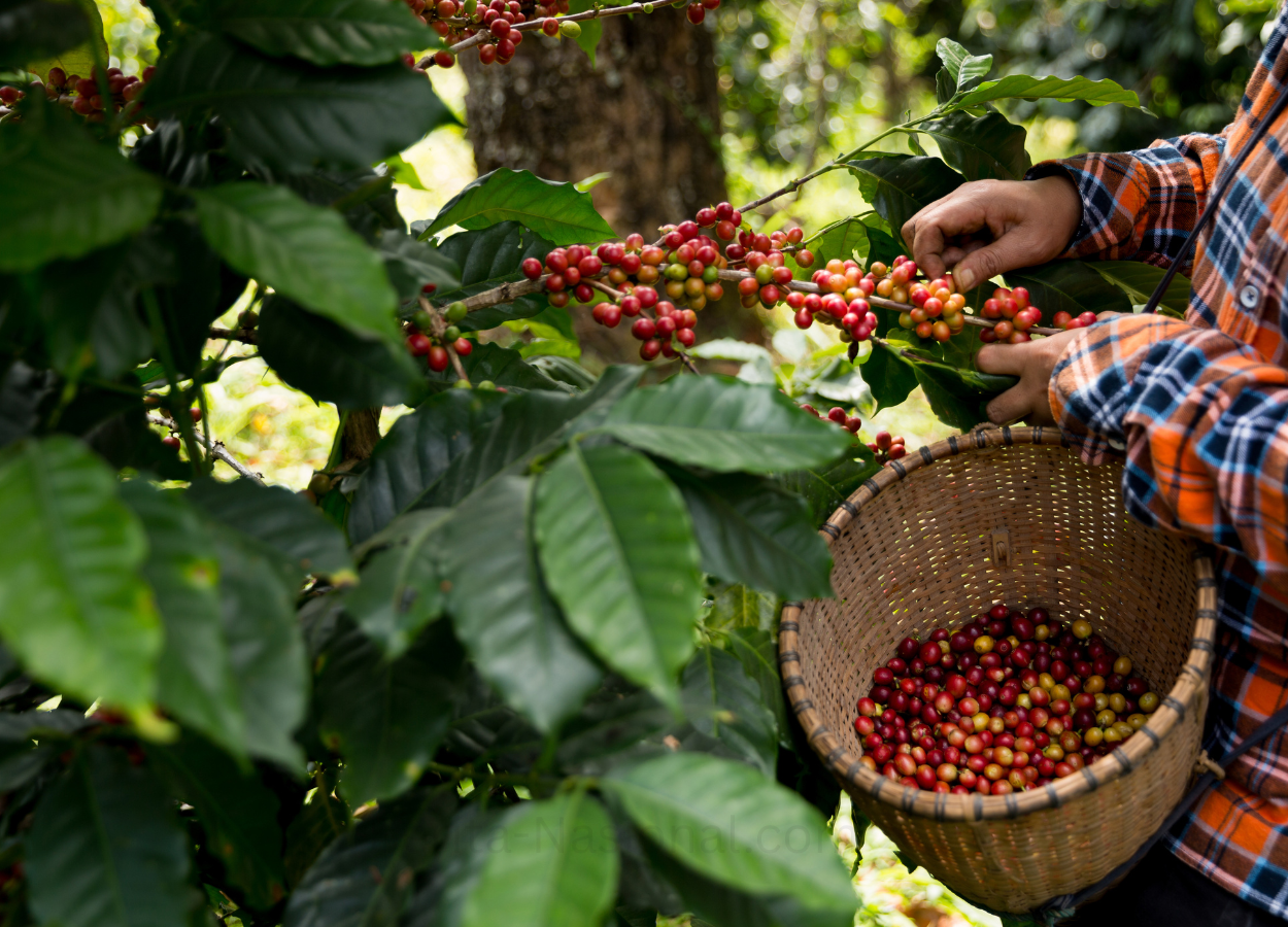 Bukan Sekadar Kopi Biasa, Program Dairi Prima Sulap Produk Lokal Jadi Komoditas Bernilai Tinggi