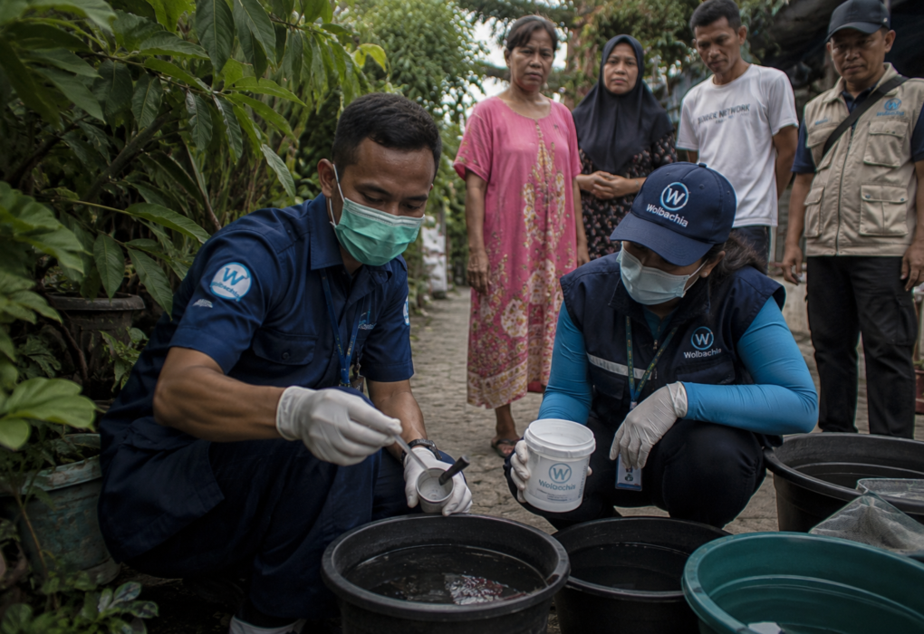 Kasus DBD di Kembangan Turun 60 Persen Setelah Uji Coba Nyamuk Wolbachia