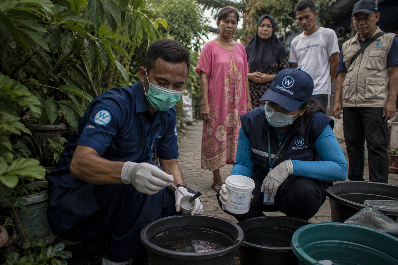 Kasus DBD di Kembangan Turun 60 Persen Setelah Uji Coba Nyamuk Wolbachia
